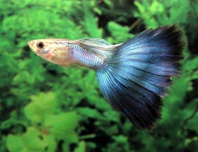 Blue Delta Guppy Male