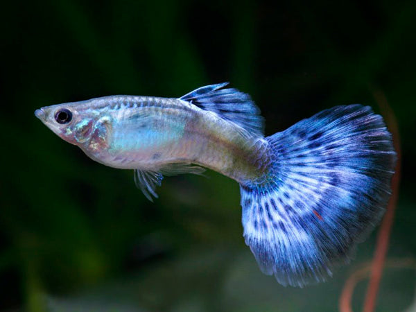 Blue Diamond Delta Guppy Male