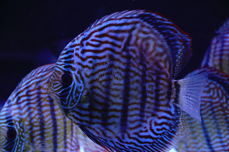 Blue Discus Wild