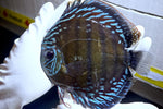 Blue Discus Wild