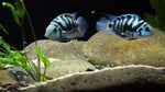 Blue Honduran Red Point Cichlid