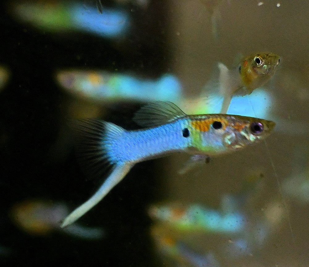 Blue Japanese Swordtail Guppy Male