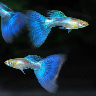 Blue Lazuli Guppy Male