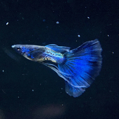 Blue Metallic Guppy Male