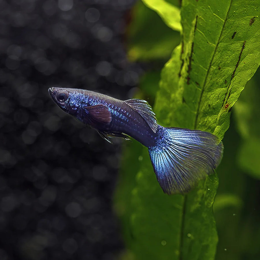 Blue Moscow Delta Guppy Male