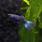 Blue Moscow Delta Guppy Male