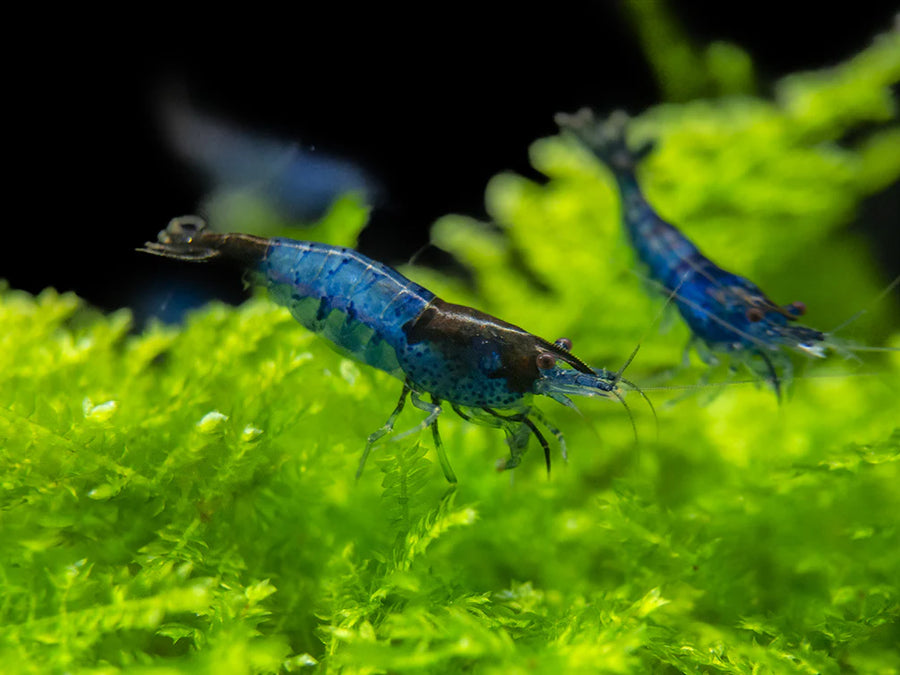 Blue Rili Shrimp