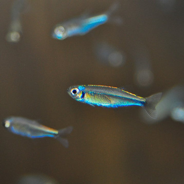 Blue Tetra
