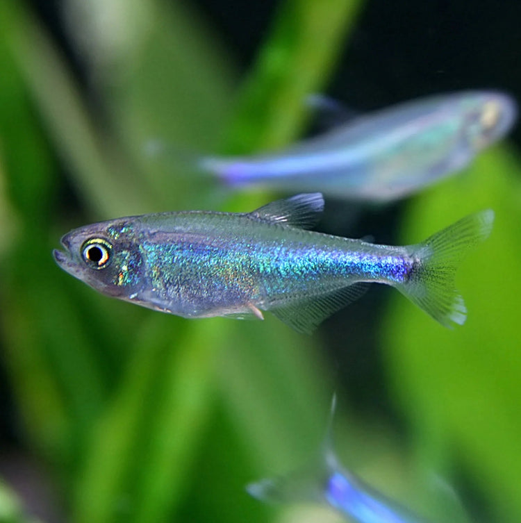 Blue Tetra
