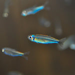 Blue Tetra
