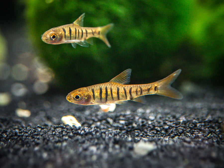 Blue Barred Barb