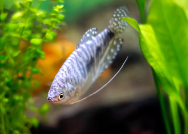 Blue Gourami Tropical Fish