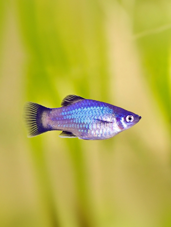 Blue Platy