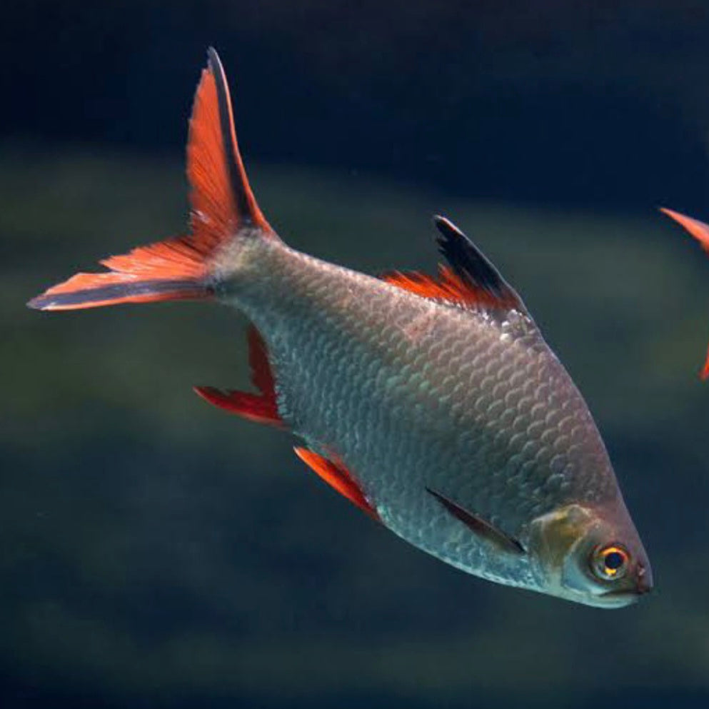 Blushing Tinfoil Barb