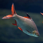 Blushing Tinfoil Barb