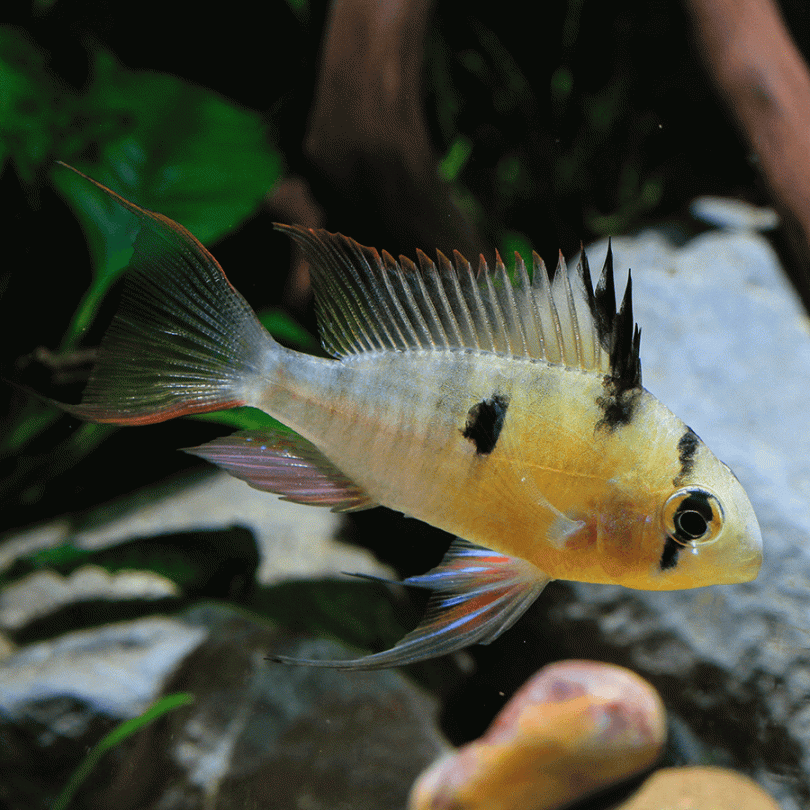 Bolivian Ram Cichlid