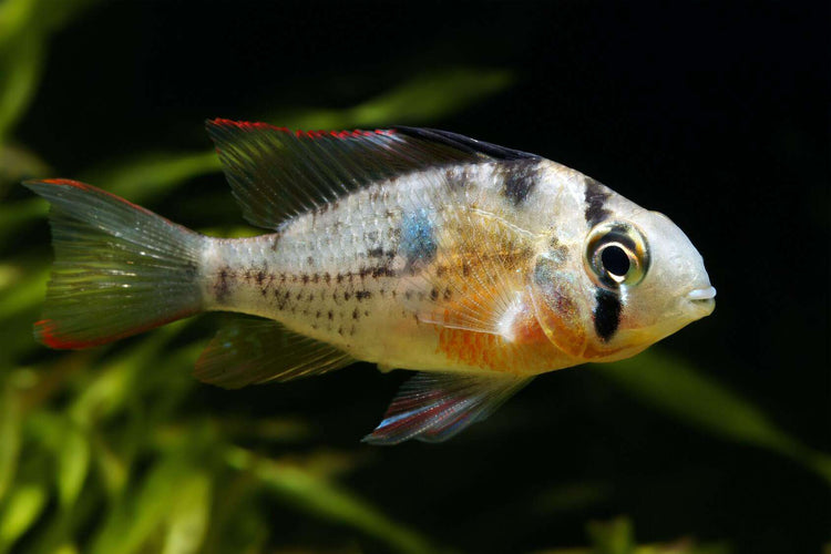 Bolivian Ram Cichlid