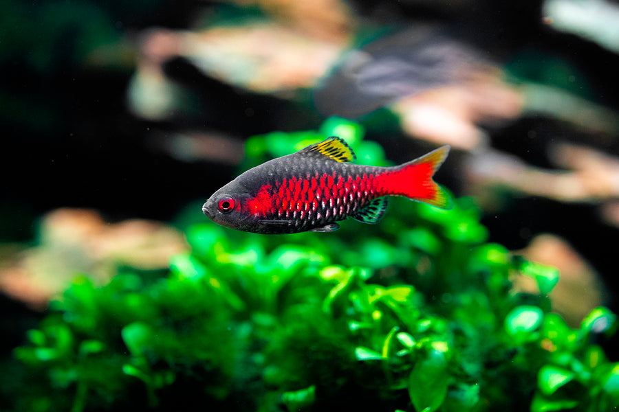 Odessa Barb