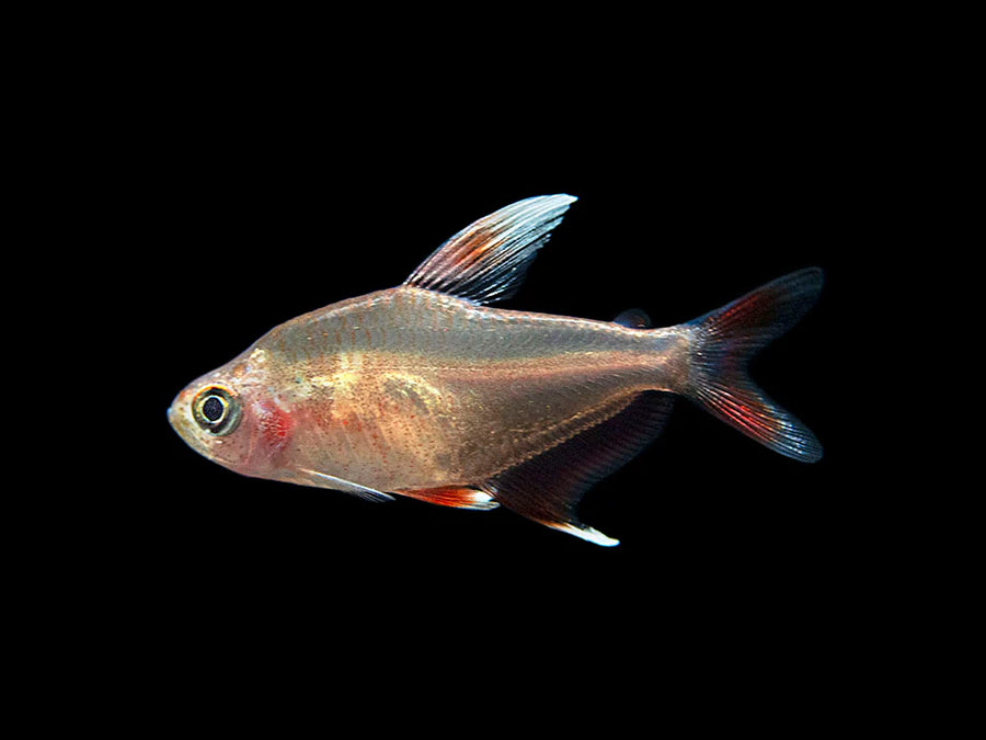 Candy Cane HY511 Tetra