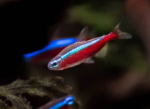 Cardinal Tetra Lrg