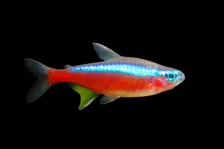 Cardinal Tetra Lrg