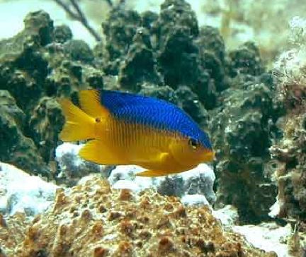 Sulphur Damsel Red Sea - Medium