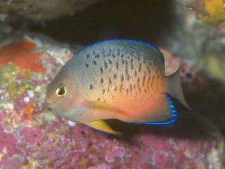 Blue Fin Angel - Medium