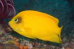 Yellow Angel - Medium product photo 1