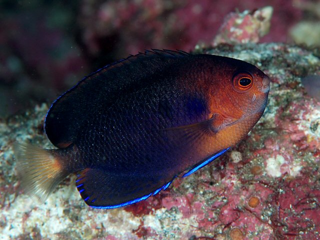 Yellowfin Pygmy Angel - Medium product photo 1