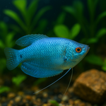 Blue Gourami Tropical Fish