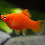 Dwarf Red Coral Platy