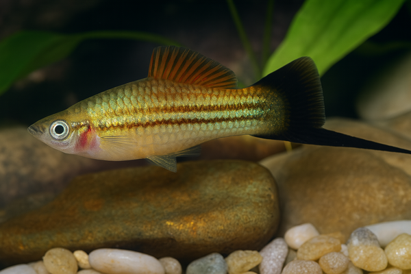 Pineapple Candy Swordtail