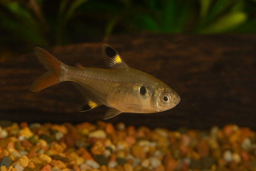 Gold Pristella Tetra