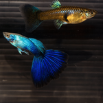 Blue Lazuli Guppy Male