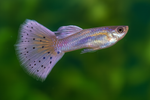 Purple Varigated Dumbo Male Guppy