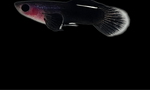Black Ruby Panda Guppy Male