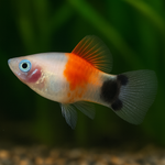 Red Top White Crescent Platy