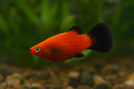 Red Wag Platy
