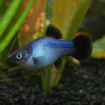 Neon Blue Wag Platy