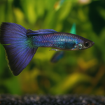 Blue Moscow Delta Guppy Male