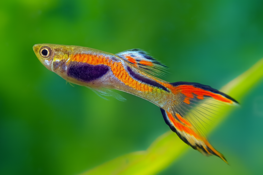 Endler's Livebearer Male