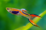 Endler's Livebearer Male