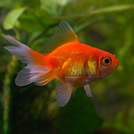 Red Fantail Goldfish