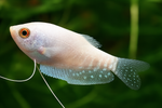 Platinum Gourami