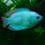 Powder Blue Dwarf Gourami Male