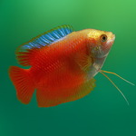 Flame Dwarf Gourami Male