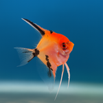 Red Devil Angel