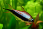 Emperor Tetra