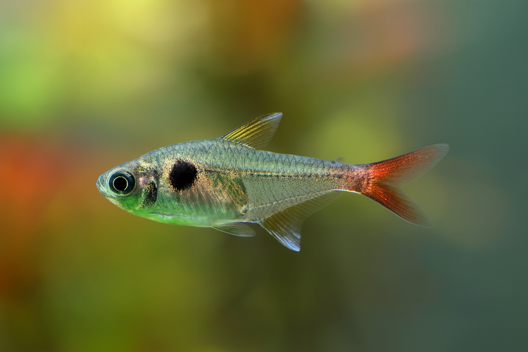 Golden Phantom Tetra