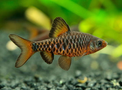 Checkerboard Barb